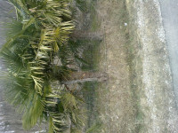 domače istrske palme za ureditev okolice