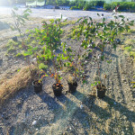 Fotinija Red Robin Photinia sadike 100cm II. klasa