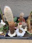Kaktusi različnih vrst