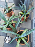 Kvarnerske agave