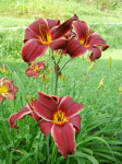 Maslenica Hemerocallis - bordo rdeč cvet (višina 80cm)