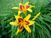 Maslenica Hemerocallis - RUMENO-RDEČI cvet (višina 80cm)