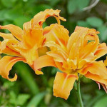 Maslenica Kwanso, ugodno prodam sadike, Hemerocallis, enodnevna lilija