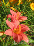 Maslenica / maslenka Bed Of Roses, roza (Hemerocallis)