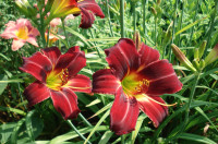 Maslenica / maslenka Berlin Red, rdeča (Hemerocallis)