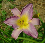 Maslenica / maslenka Blue Nile, rožnato-vijolična (Hemerocallis)