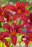 Maslenica / maslenka Crimson Pirate, rdeča (Hemerocallis)