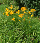 Maslenica / maslenka Golden Star, zlato-rumena (Hemerocallis)