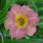 Maslenica / maslenka Juno Candy, roza-marelična (Hemerocallis)