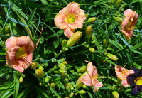 Maslenica / maslenka Juno Kiss, roza-rumena (Hemerocallis)