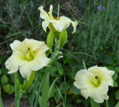 Maslenica / maslenka Juno Moon, svetlo rumena (Hemerocallis)