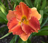 Maslenica / maslenka Juno Splendor, rdeče-rumena (Hemerocallis)