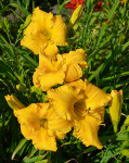 Maslenica / maslenka Juno Yellow Giant, rumena visoka (Hemerocallis)