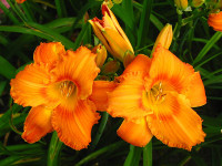 Maslenica / maslenka Kamnik, oranžna (Hemerocallis)