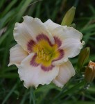 Maslenica / maslenka Langley Cream Echo, krem-vijolična (Hemerocallis)