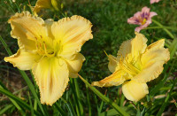 Maslenica / maslenka Ming Porcelain, pastelno rumena (Hemerocallis)