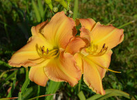 Maslenica / maslenka Mokan Eighty, marelično-rumena (Hemerocallis)