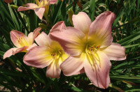 Maslenica / maslenka Nile Crane, svetlo roza (Hemerocallis)