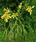 Maslenica / maslenka pajkovka, rumena (Hemerocallis)