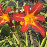 Maslenica / maslenka Sammy Russell, rdeča (Hemerocallis)