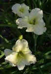 Maslenica / maslenka Taunus White, bela (Hemerocallis)