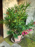 Oleander višine cca 150 cm