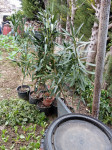 OLEANDER  KOPER 8EUR