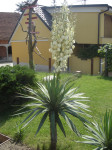 palma juka yucca