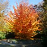 Perzijska bukev aii parocija (Parrotia persica), Majšperk