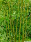 prodam zelen bambus Phyllostachys bissetii