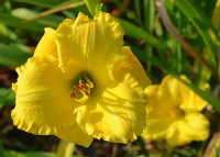 Rumena maslenica / maslenka, zelo pozna (Hemerocallis)