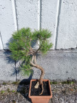 Sadike za bonsai - Bor