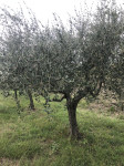 Prodam domače olivno olje s Slovenske Istre