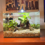 Akvarij Dennerle 35L (z ribami in vso potrebno opremo/hrano)
