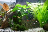 Akvarij za ribe 100l z ribami