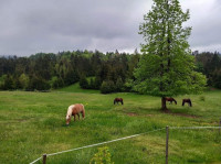 Oskrba konj na Zavrhu pri Borovnici