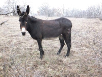 Kupim oslico z ženskim mladičem