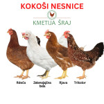 KOKOŠI NESNICE