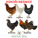 KOKOŠI NESNICE