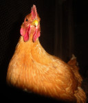 pasemske kokoši (nesnice)