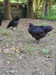 Petelinčki australorp