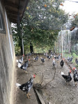 PIŠČANCI PASME LEGHORN (ČRNO - BELA)