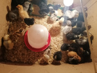 Piščanci različnih pasemskih kokoši