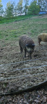 Mangalica merjasec