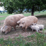 MANGALICA, ODOJKI, PRAŠIČI