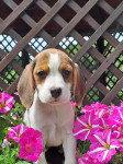 Beagle - Bigl - mladički