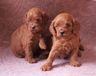 Cavapoo mladicki-Slovensko leglo