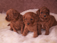 Cavapoo mladicki-Slovensko leglo