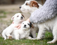 JACK RUSSELL TERRIER - LEGLO