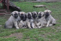 Kangal (anatolski ovčar) - mladički, novo leglo